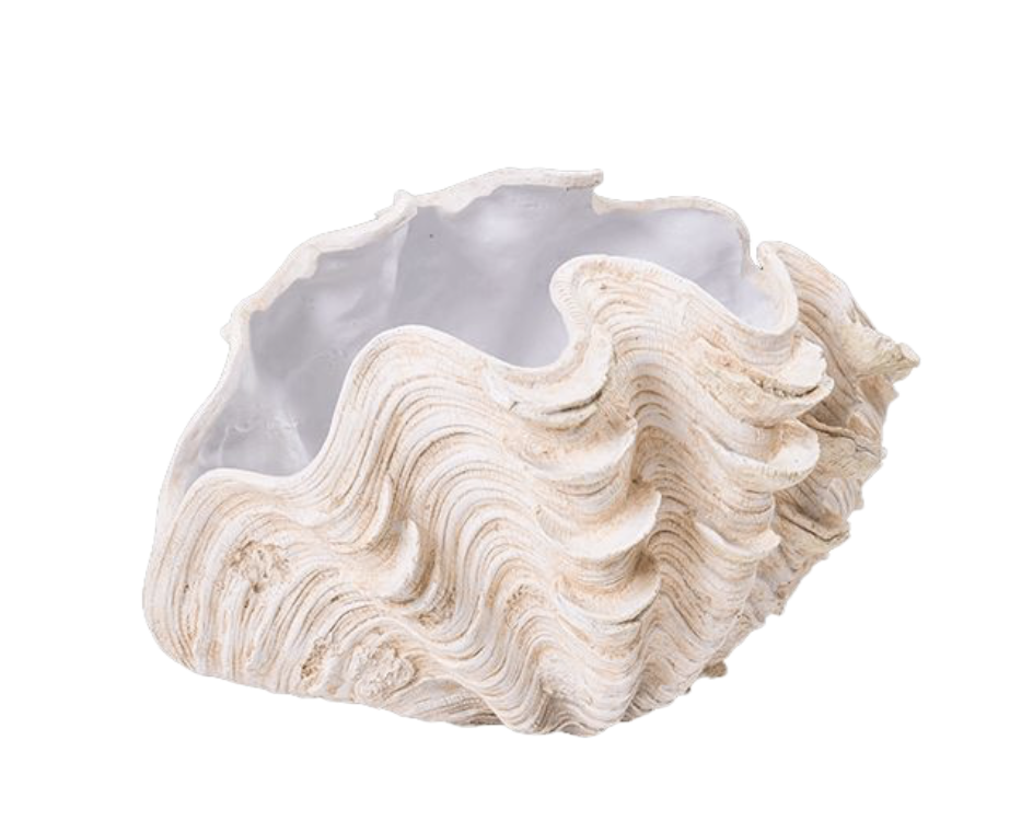 clam